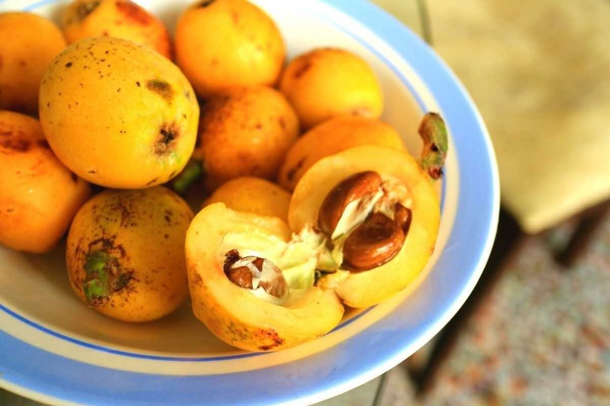 Мушмула Германская Сандра