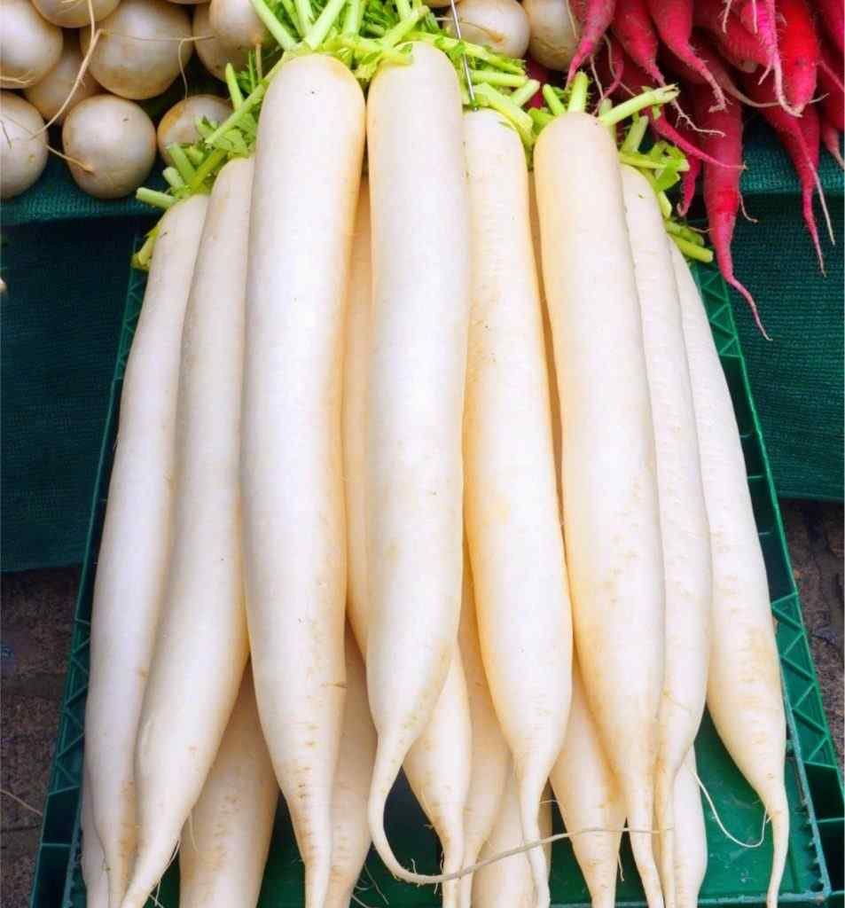 Редька дайкон