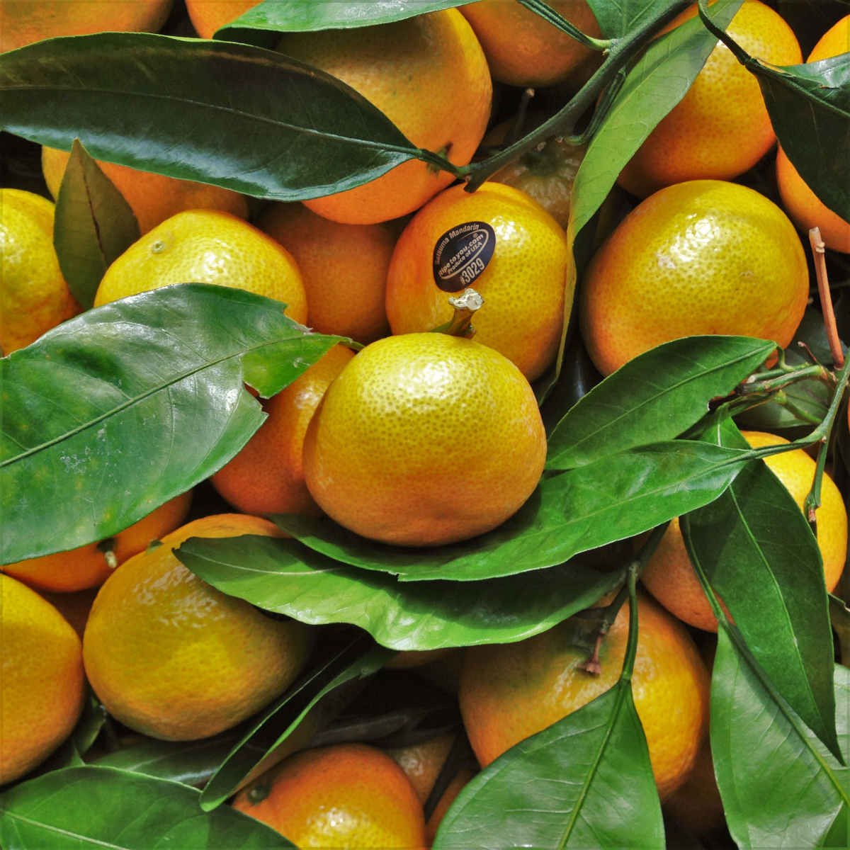Satsuma мандарин