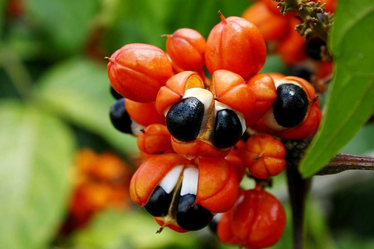 Paullinia cupana