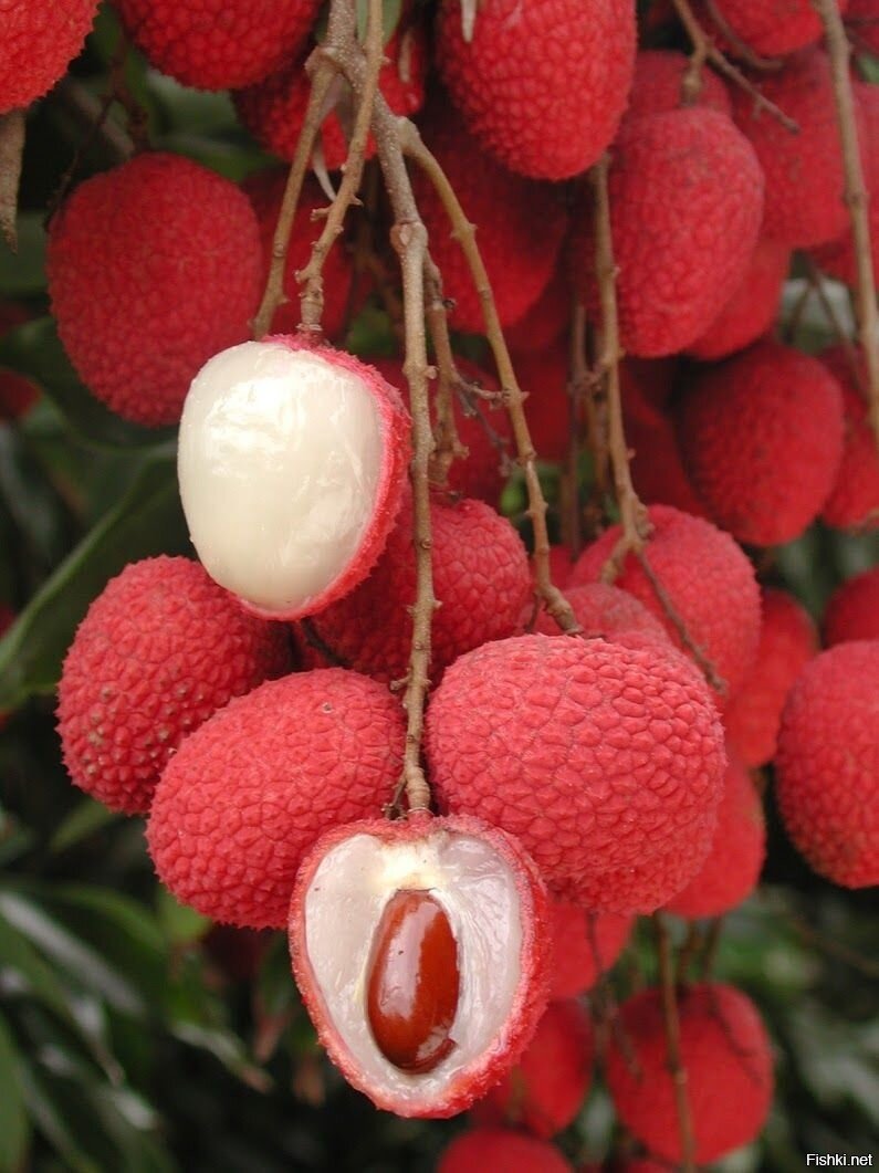 Litchi ягода