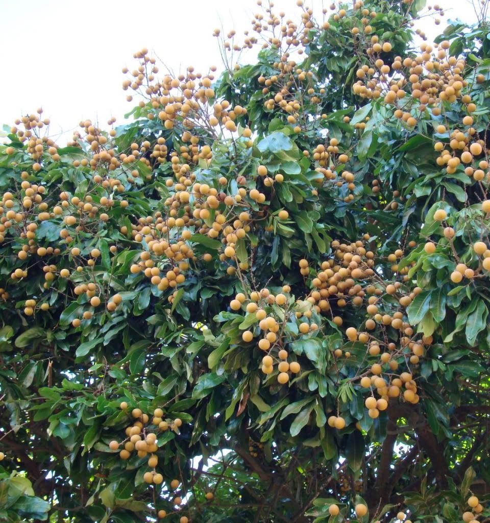 Dimocarpus Longan