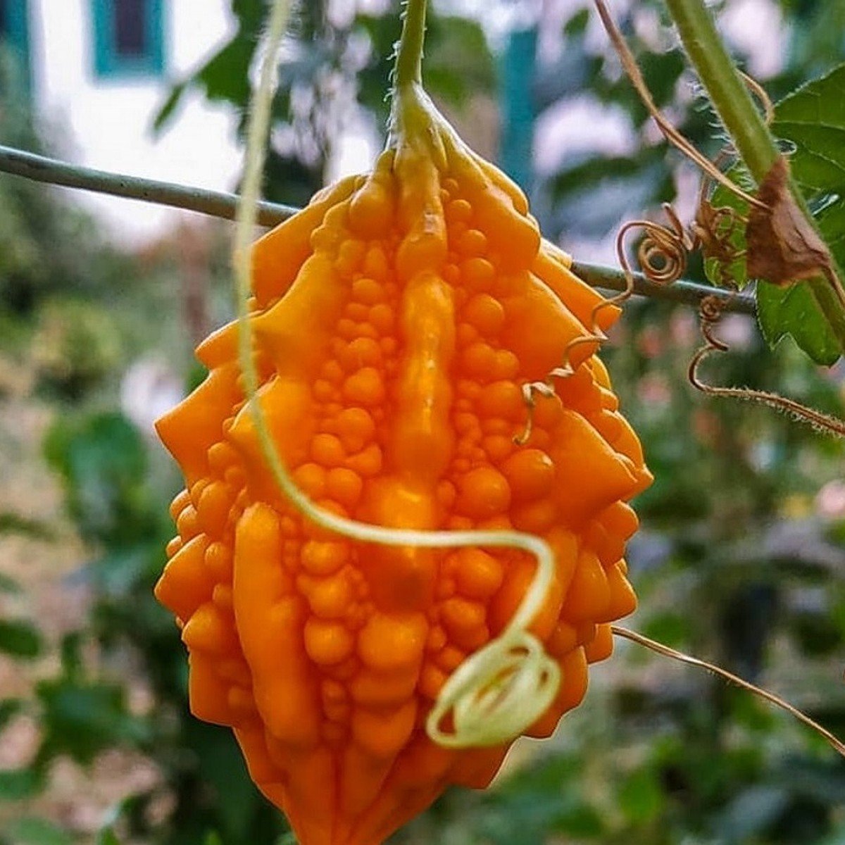 Индийский гранат момордика