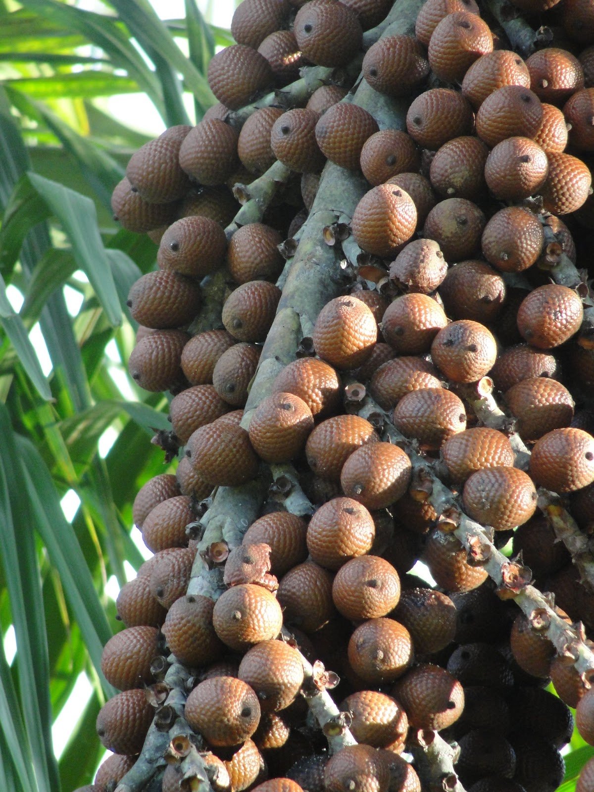 Mauritia flexuosa