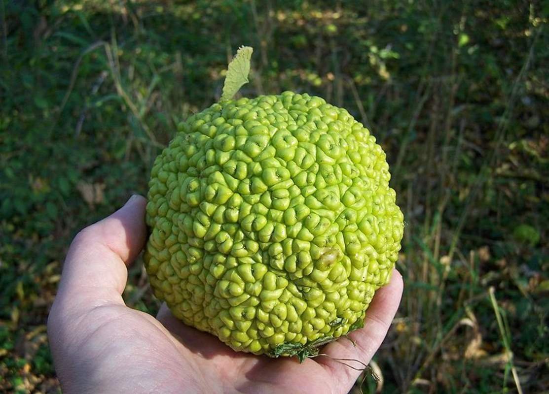 Маклюра яблоконосная
