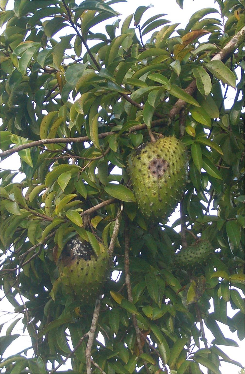 Annona muricata