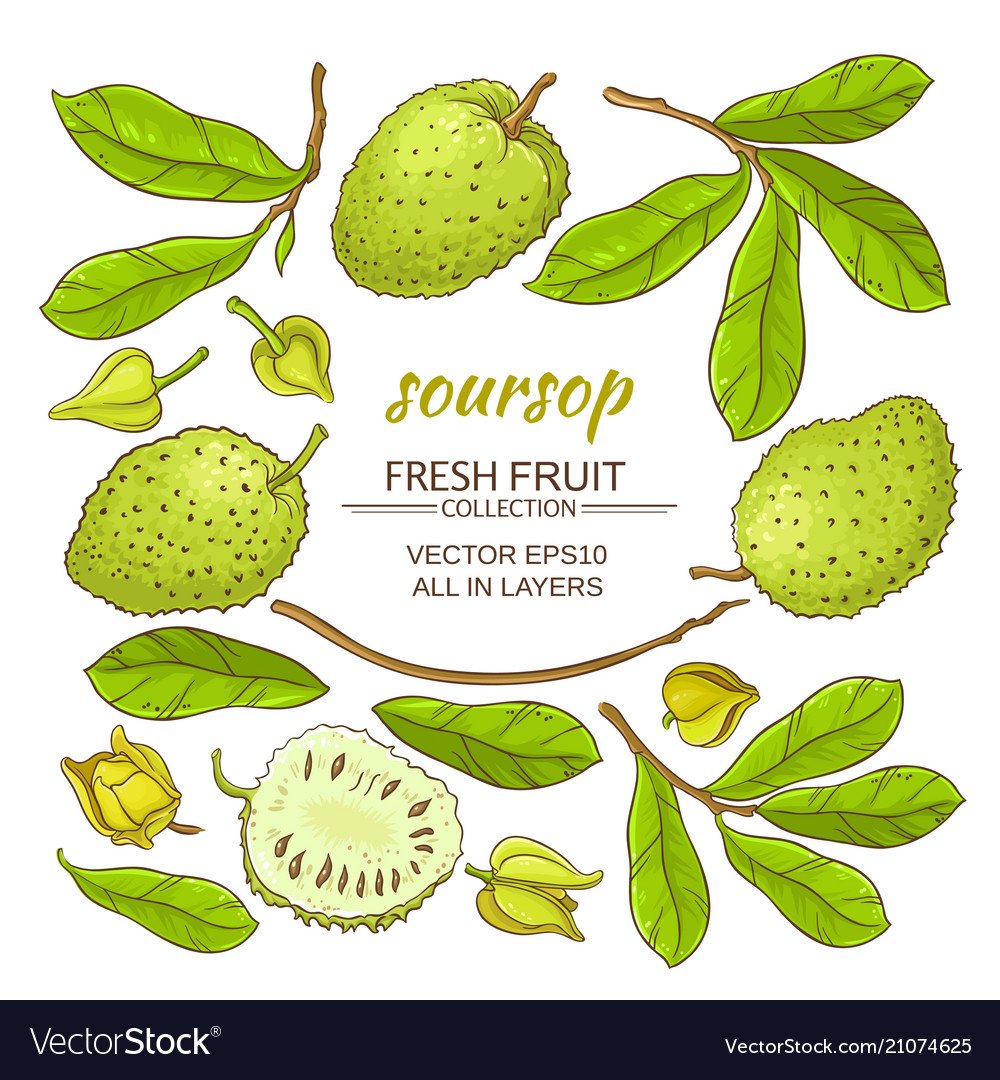 Soursop vector
