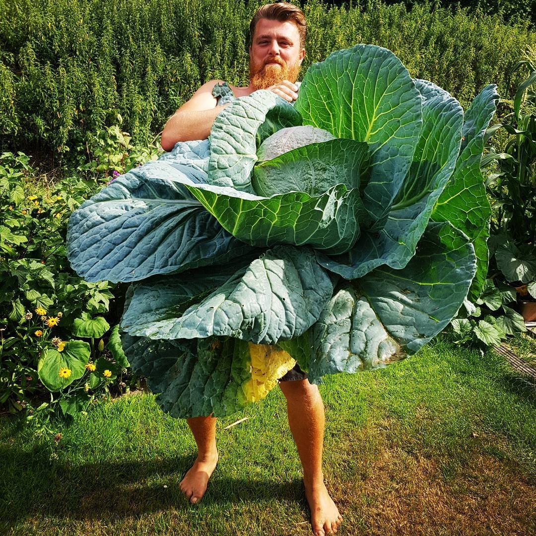 Самые большие овощи