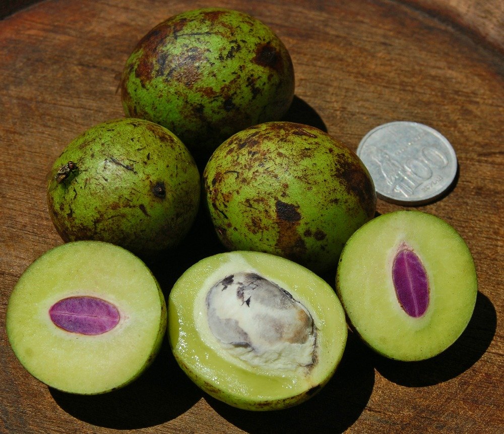 Bouea macrophylla