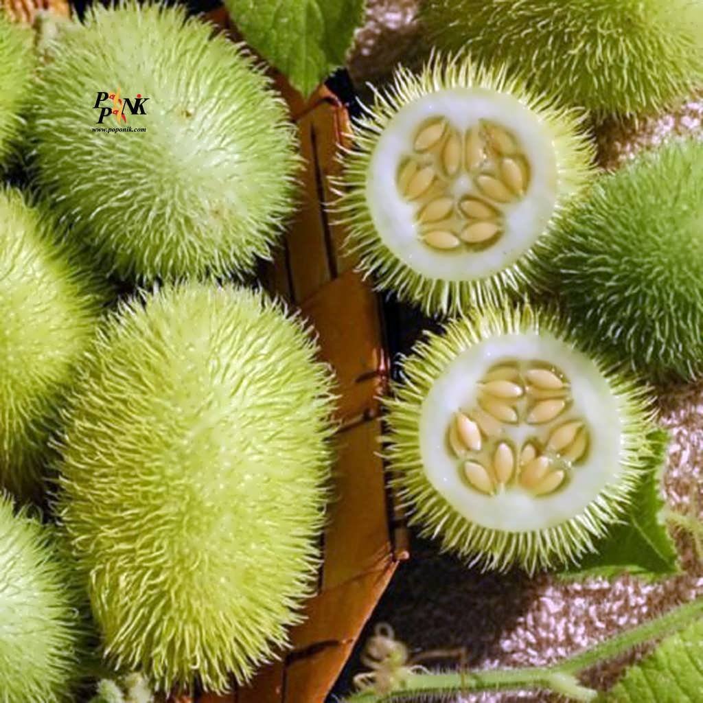 Cucumis dipsaceus