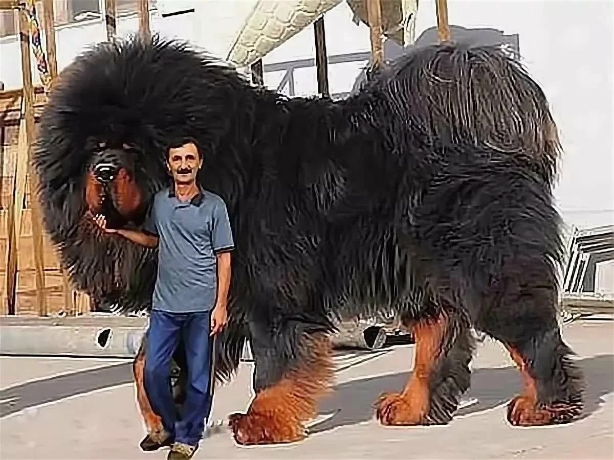 Самый большой фрукт в мире