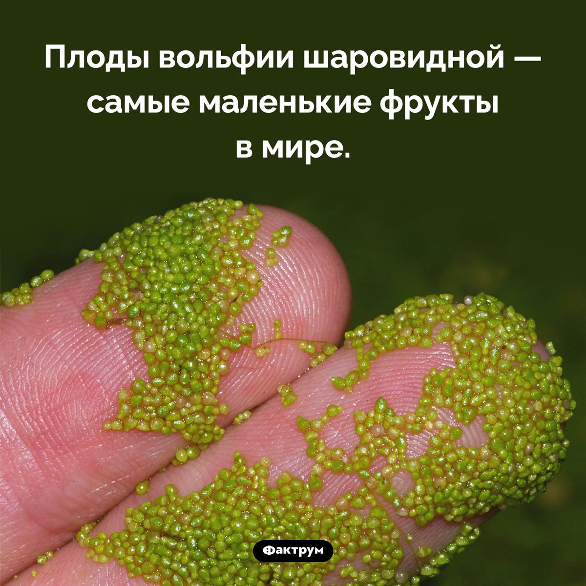 Вольфия шаровидная
