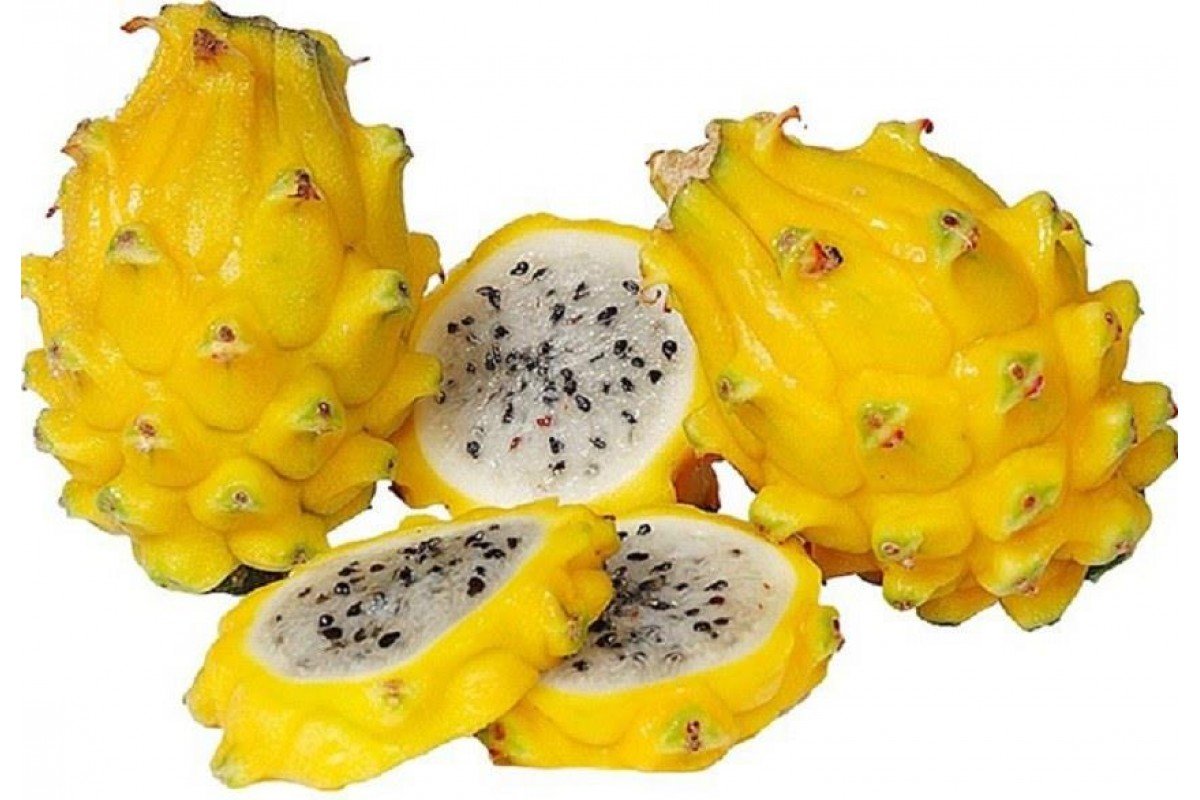 Hylocereus megalanthus