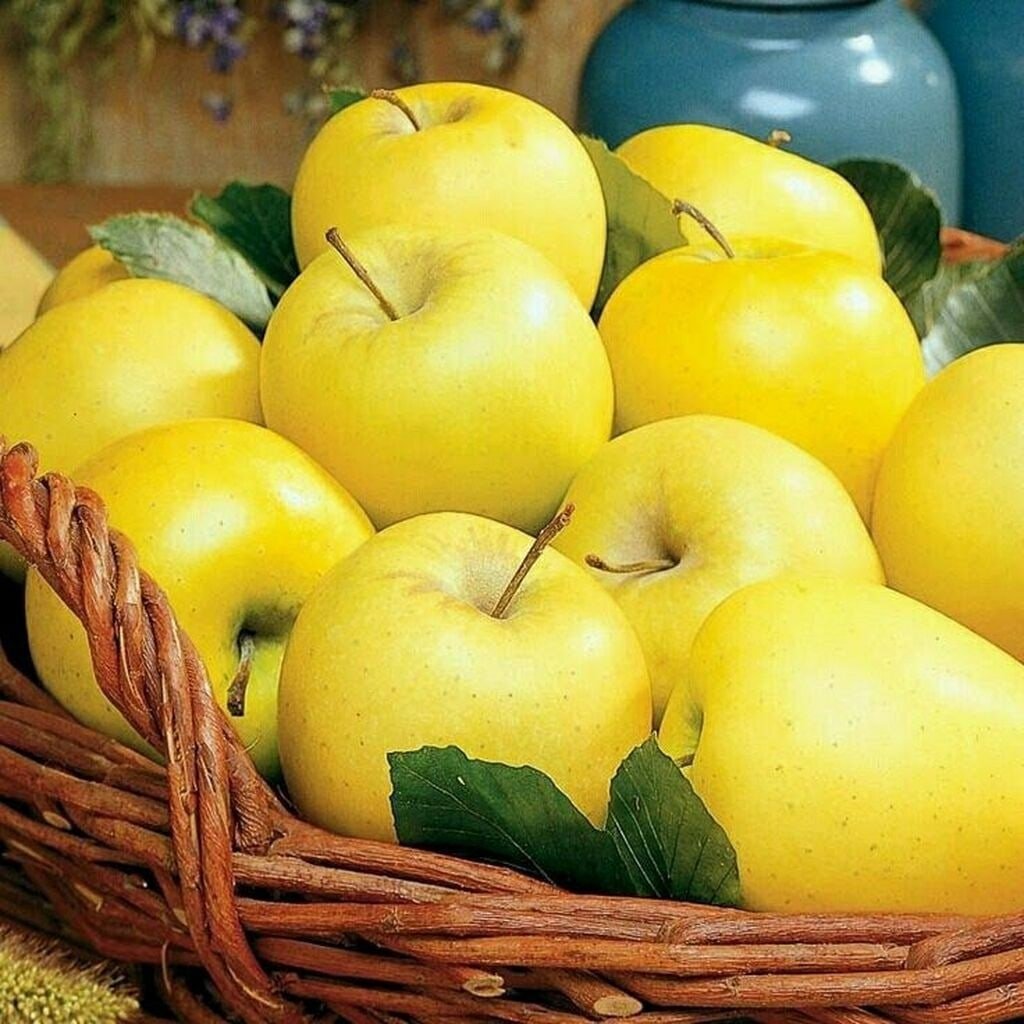 Яблоки Голден Делишес
