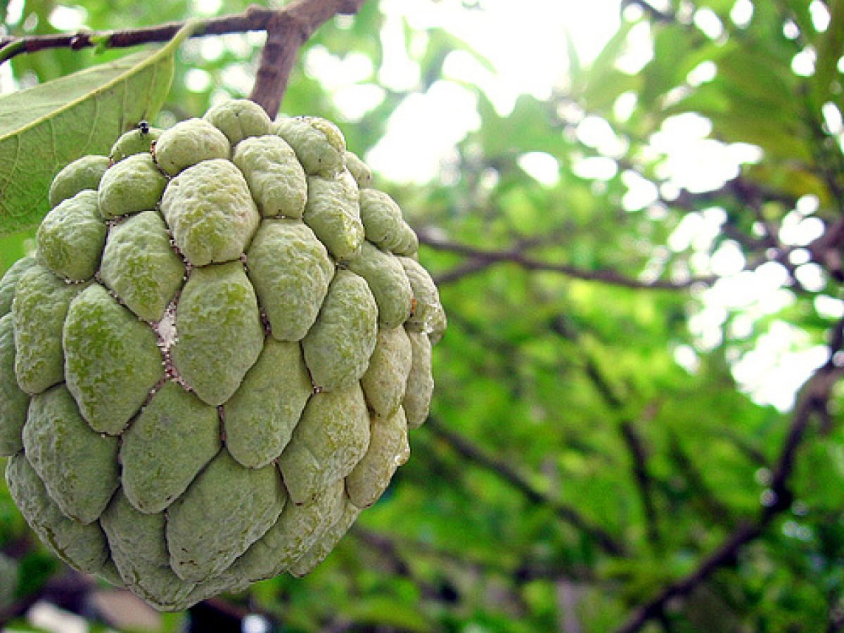 Annona squamosa (сахарное яблоко)