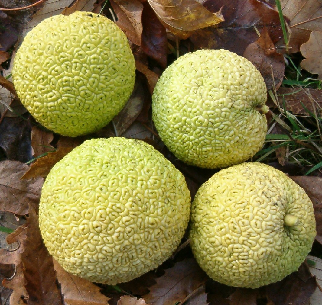 Макфлури Аламово яблоко