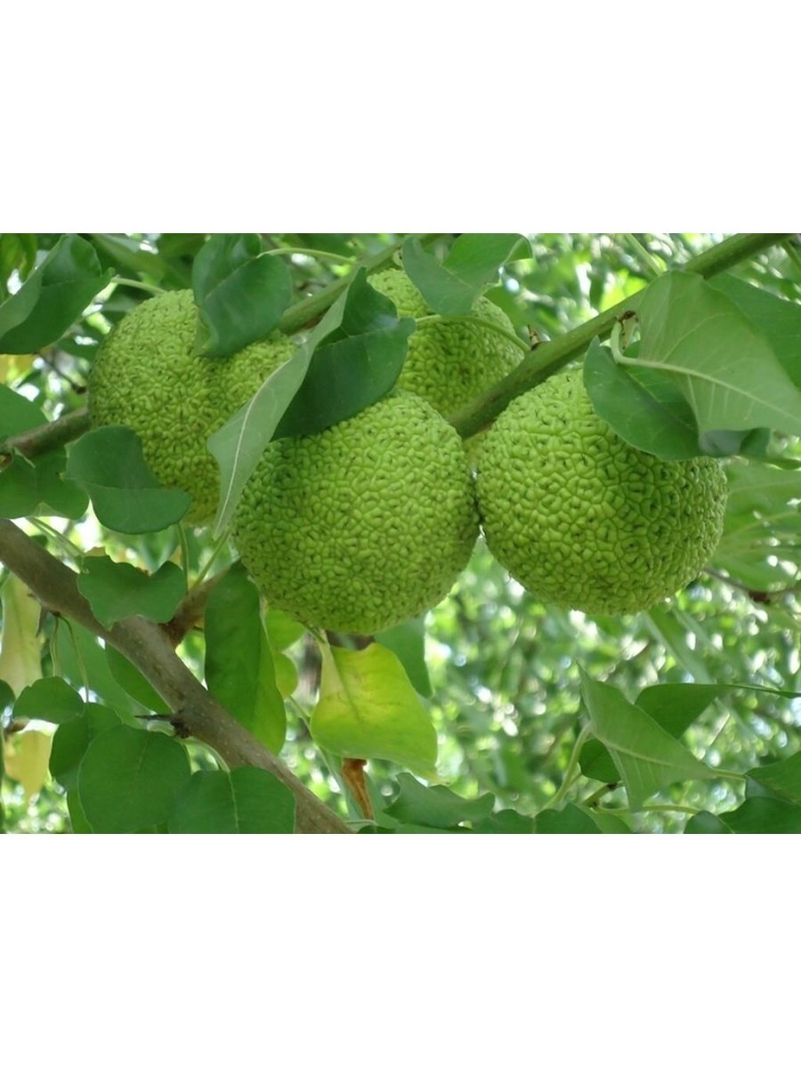 Куст маклюра