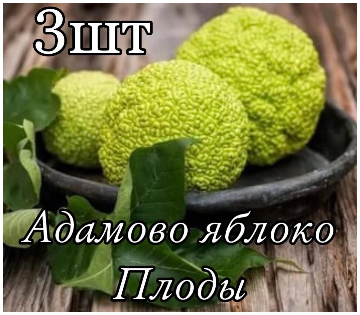Лжеапельсин маклюра