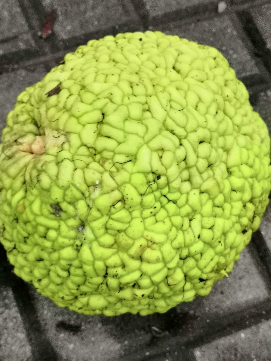 Куст маклюра