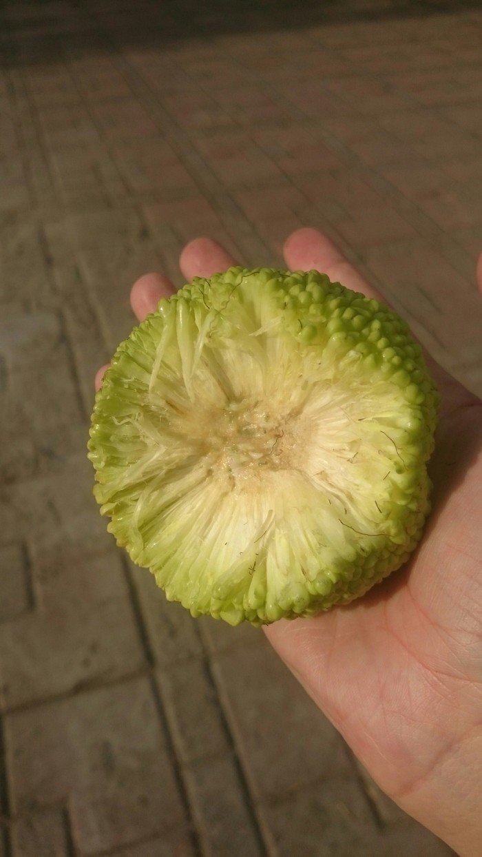 Райский плод маклюра