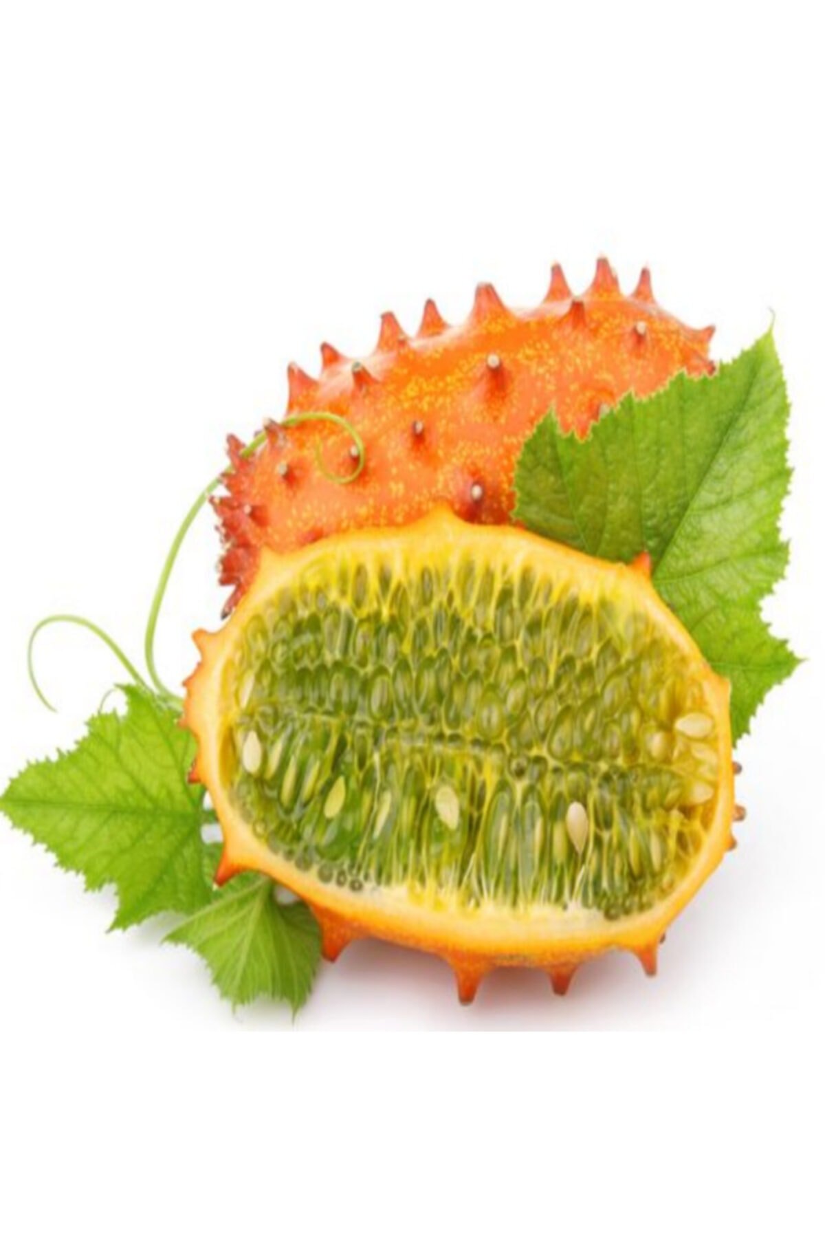 Thorn Melon
