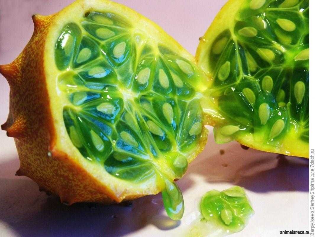 Кивано маракуйя