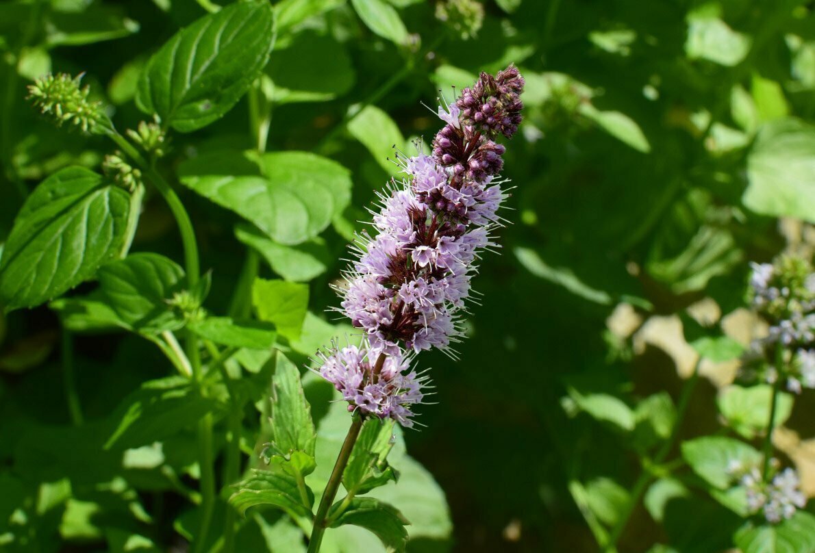 Пачули Pogostemon cablin