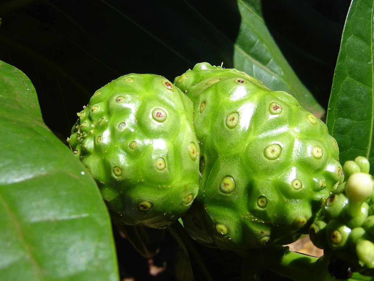 Morinda citrifolia