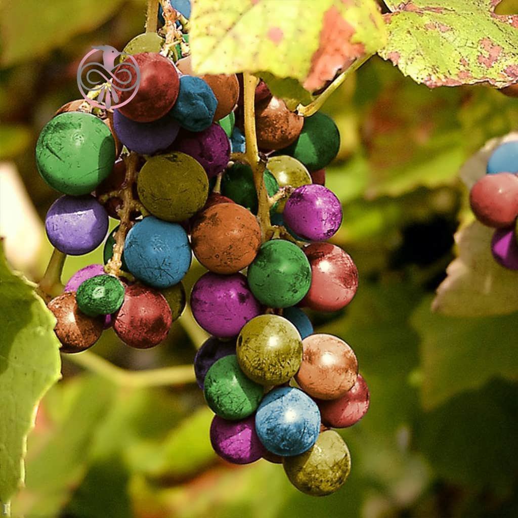 Rainbow grapes виноград