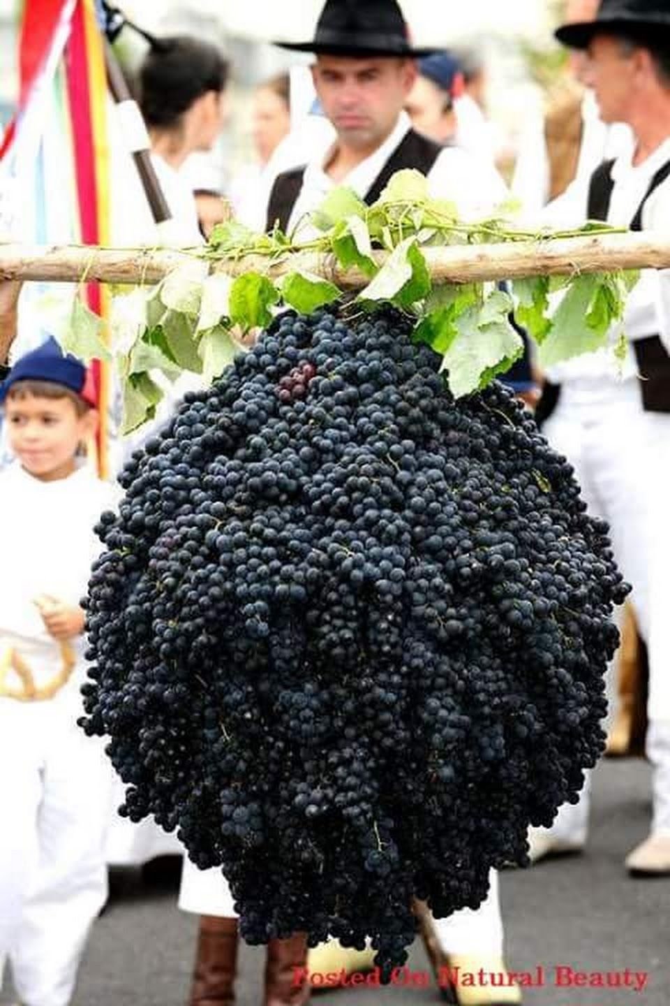 Мадейра виноградники
