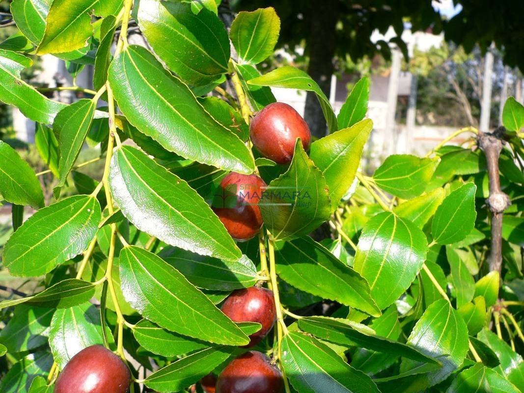 Ziziphus mauritiana