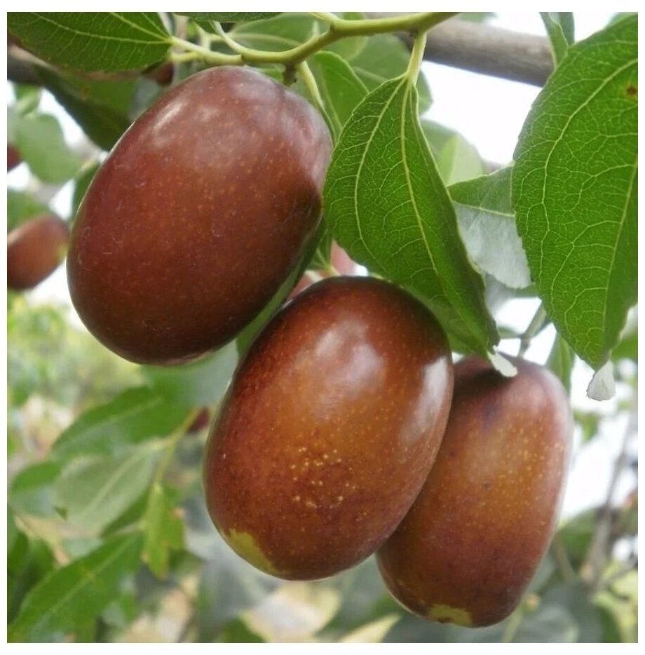 Саженцы унаби китайский финик