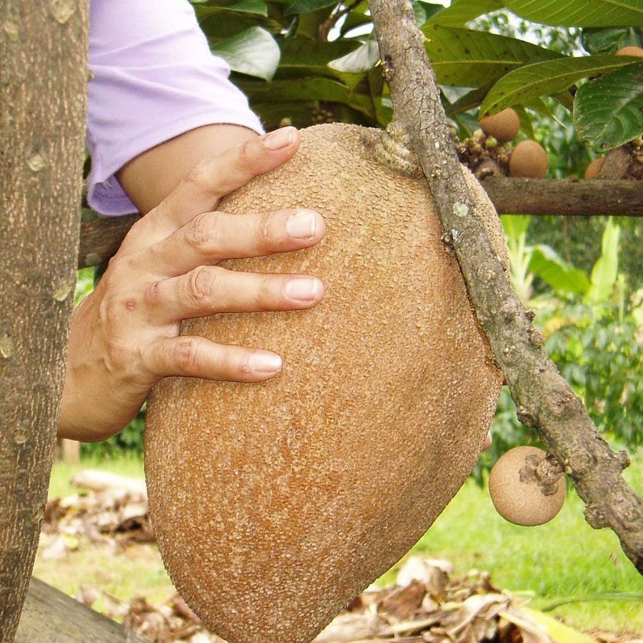 Sawo raksasa Mamey Sapote Pouteria Sapota