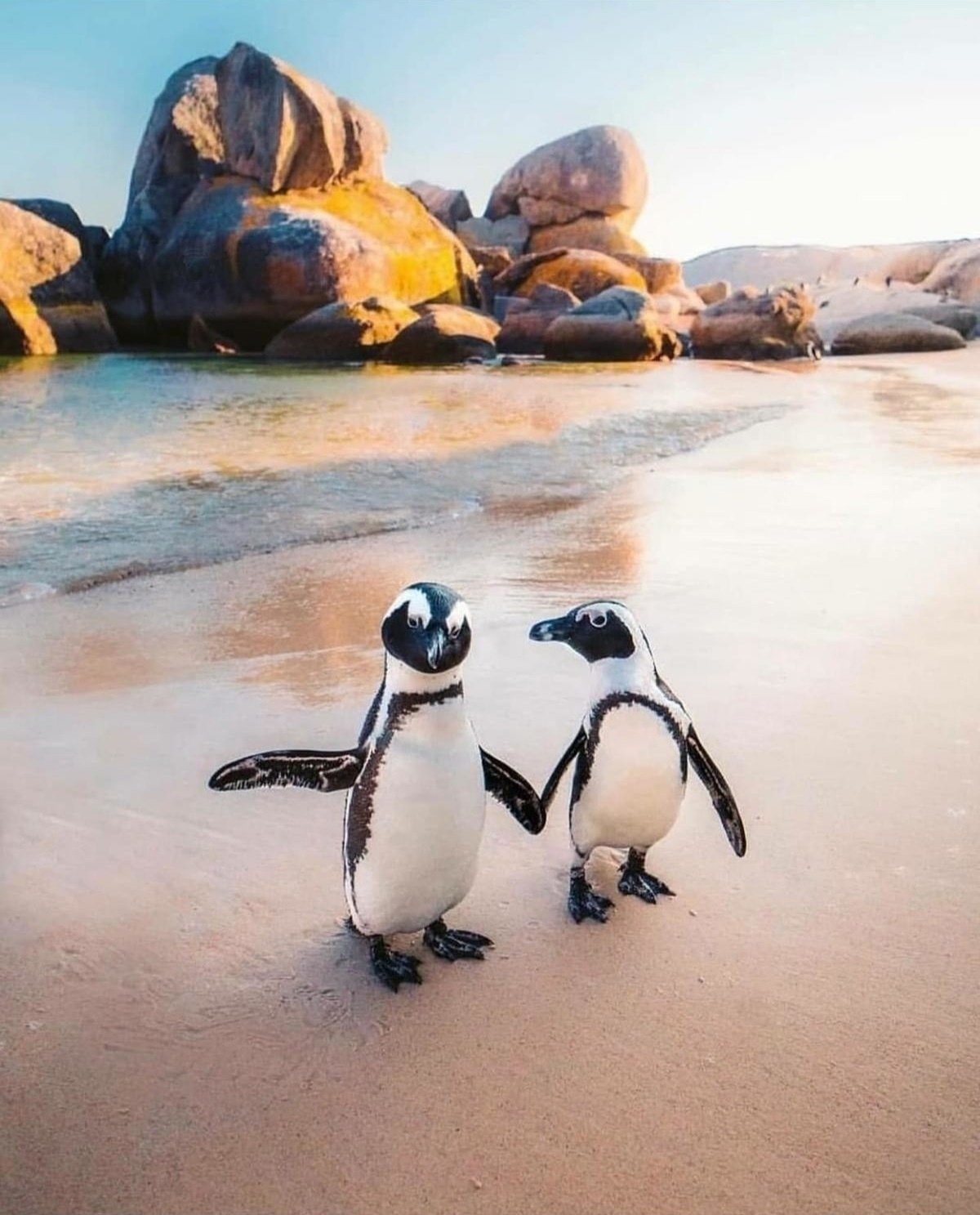 Cape Town пингвины