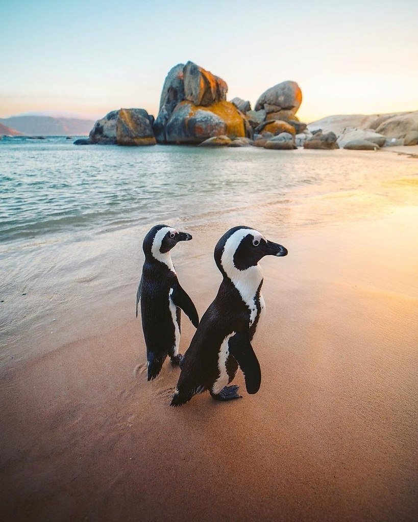 Cape Town пингвины