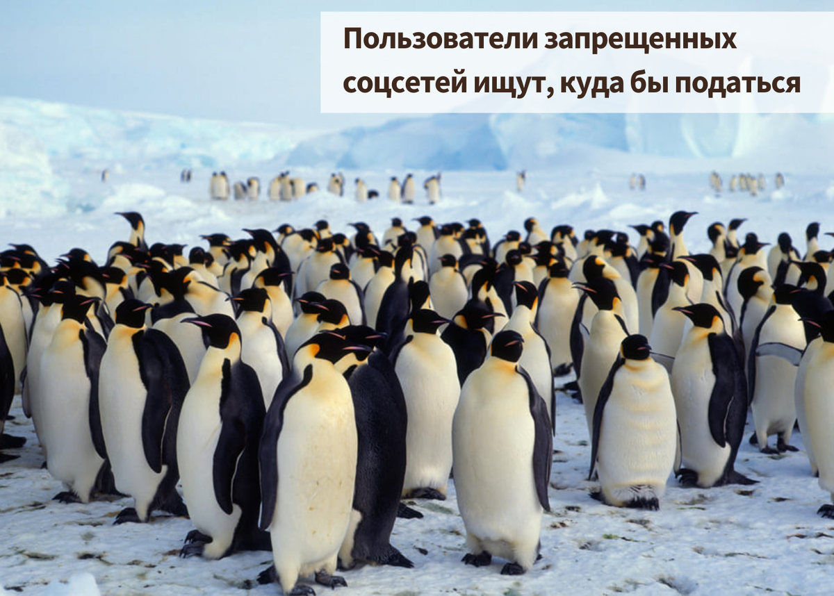 Миграция императорских пингвинов