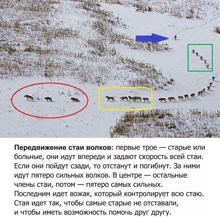 Схема волчьей стаи