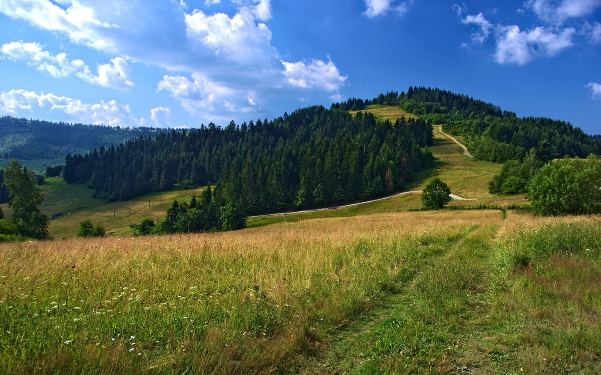 Восточно европейская равнина лес