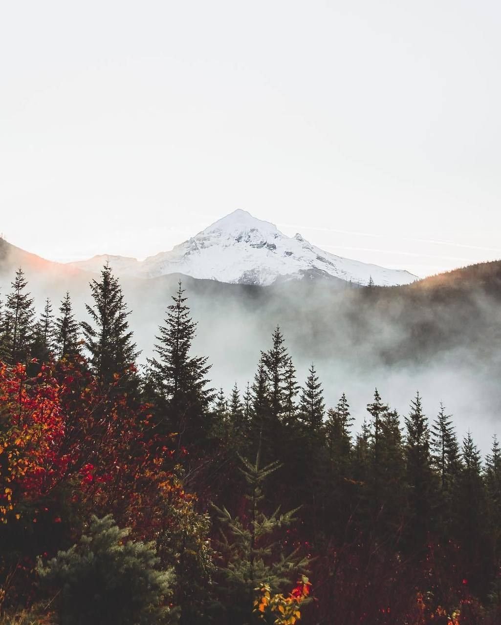 Natural Aesthetics
