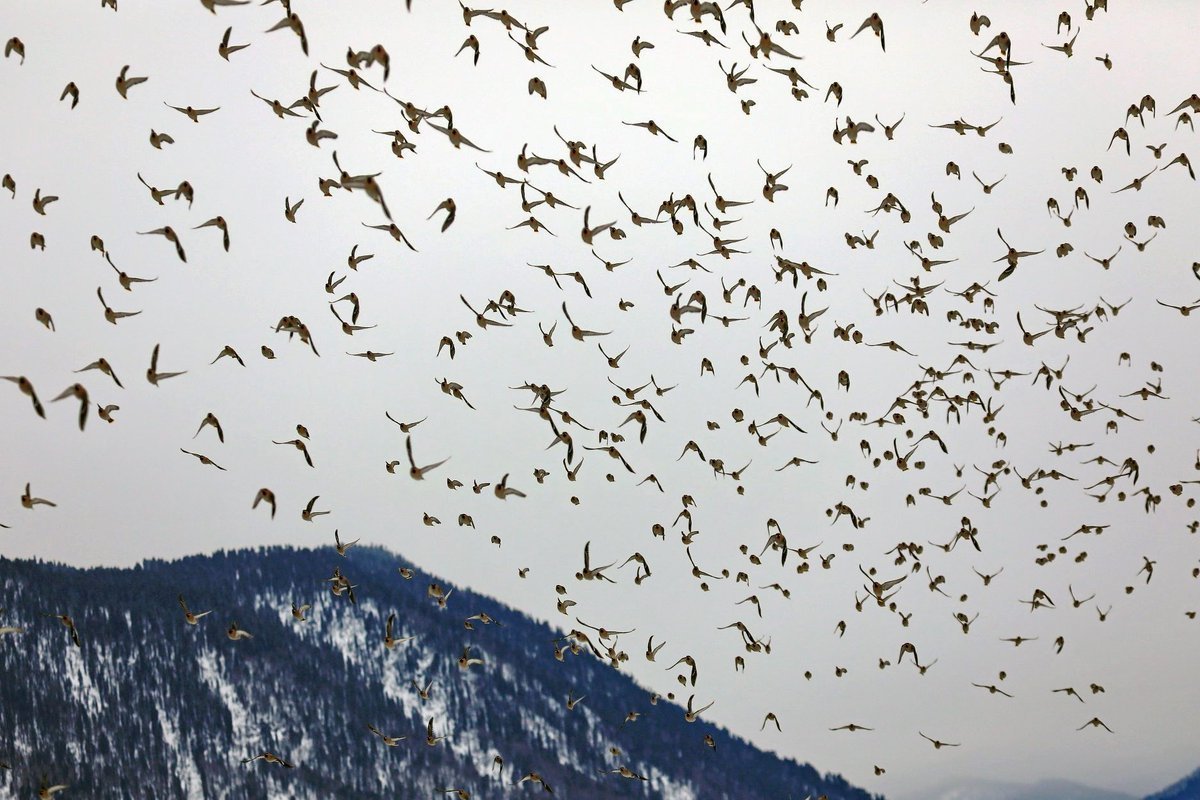 Птицы в горах