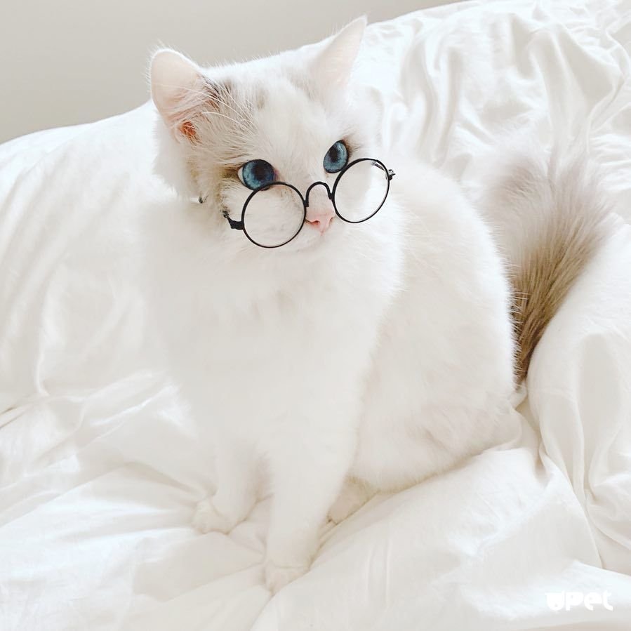 Милый котик в очках