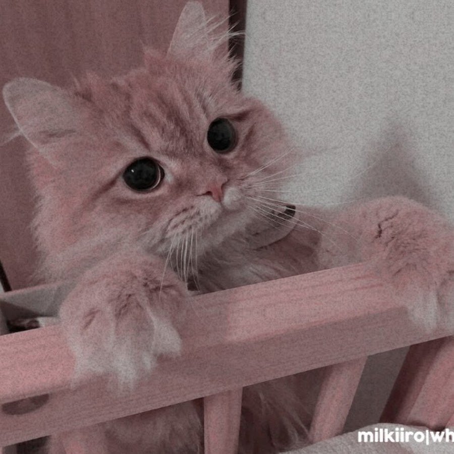Котики Эстетика
