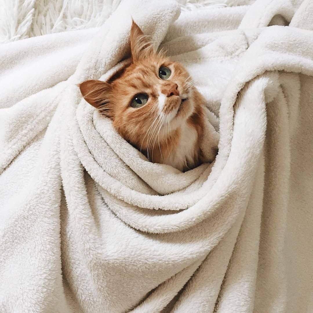 Котики для эстетики