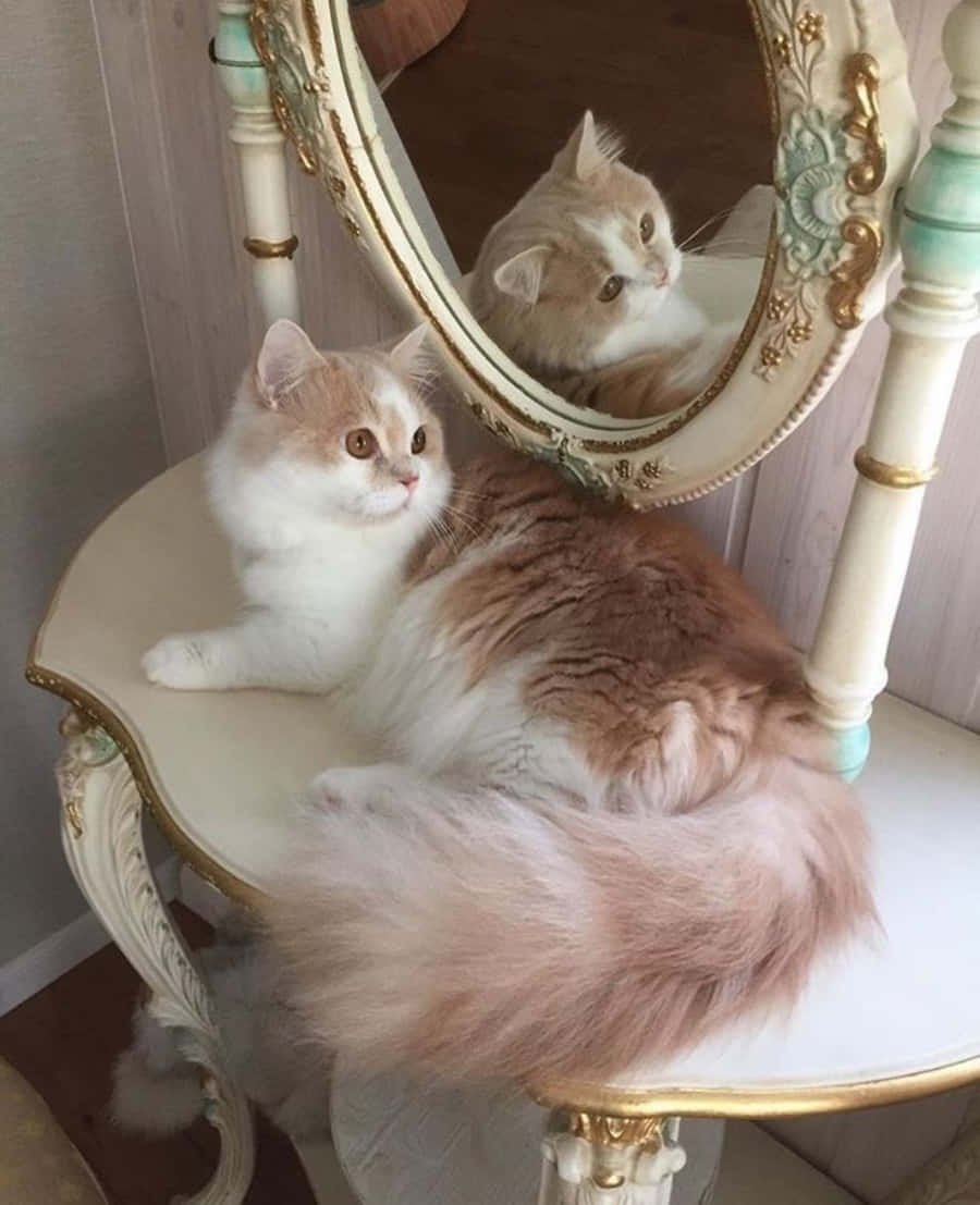 Кошачья Эстетика