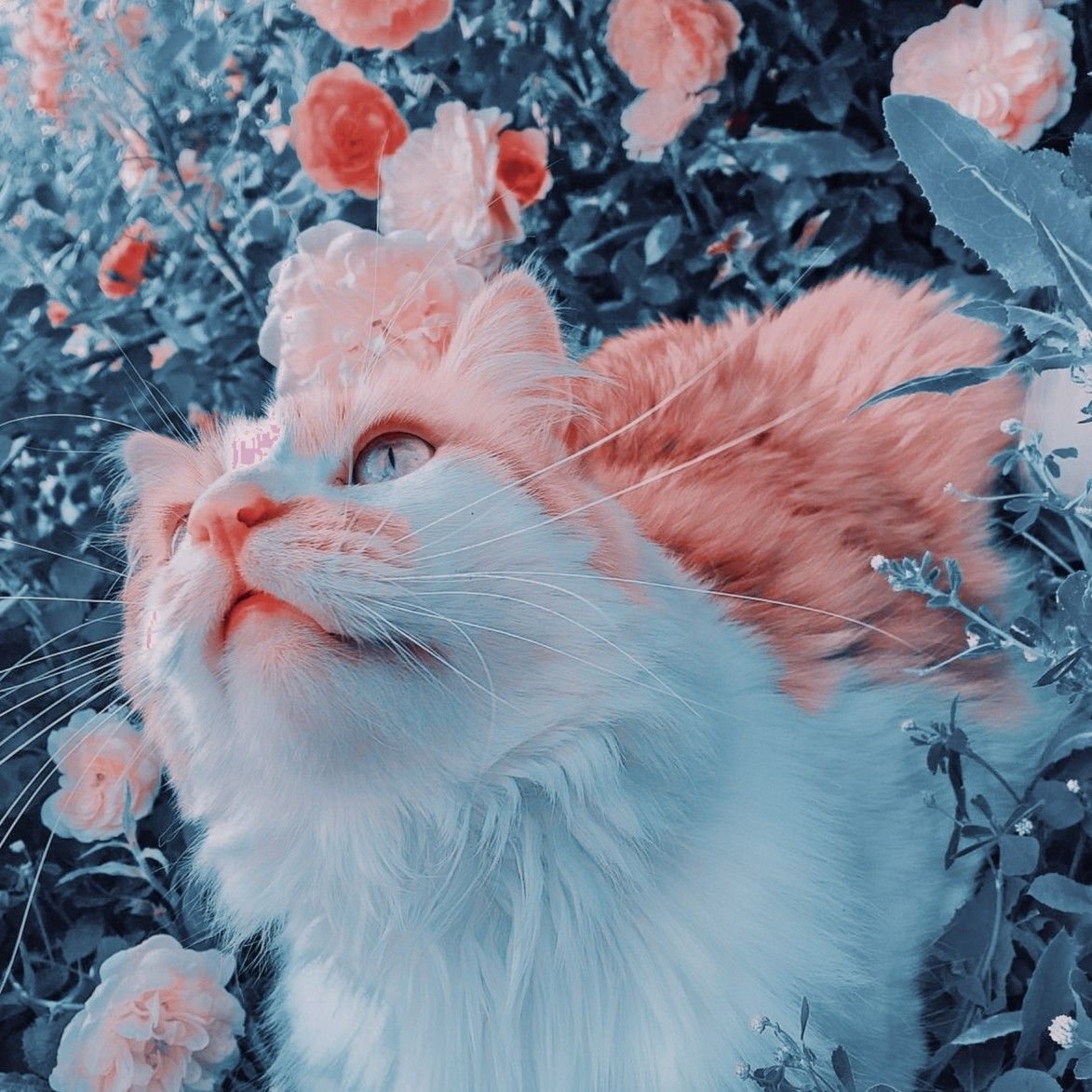 Эстетичные котики