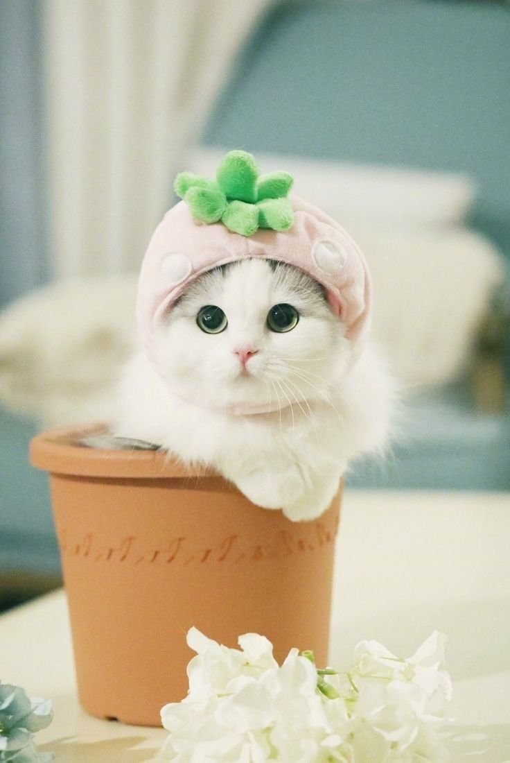 Милый котенок