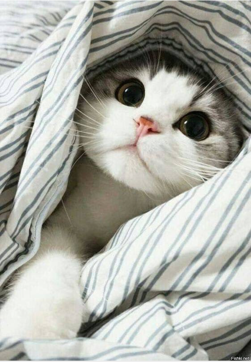 Коты в одеяле