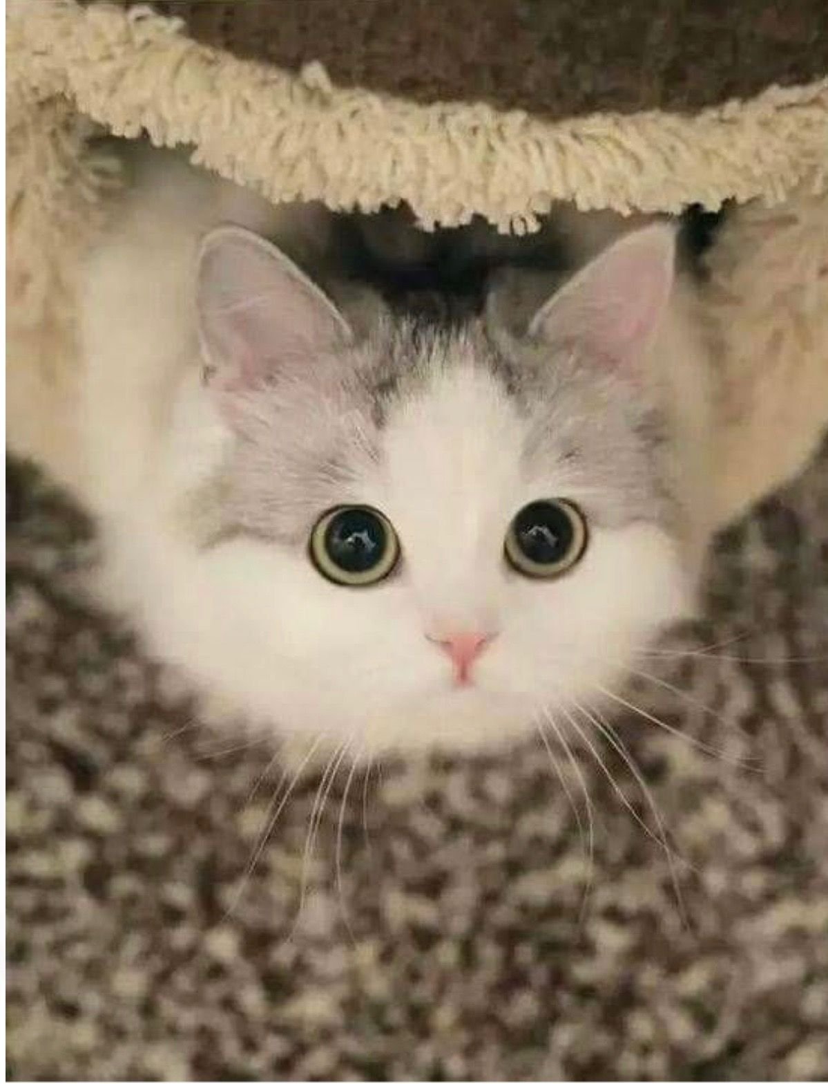 Кошки умиляют