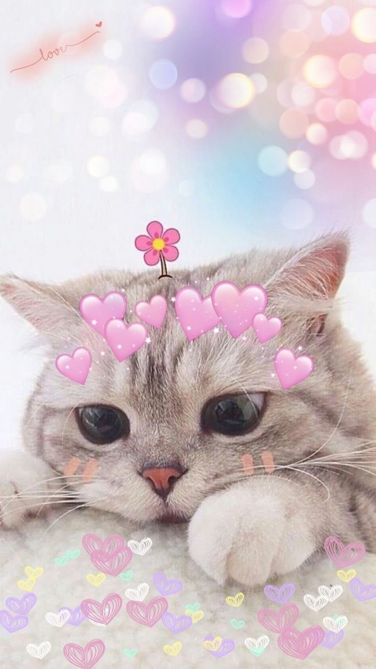 Котята на аву