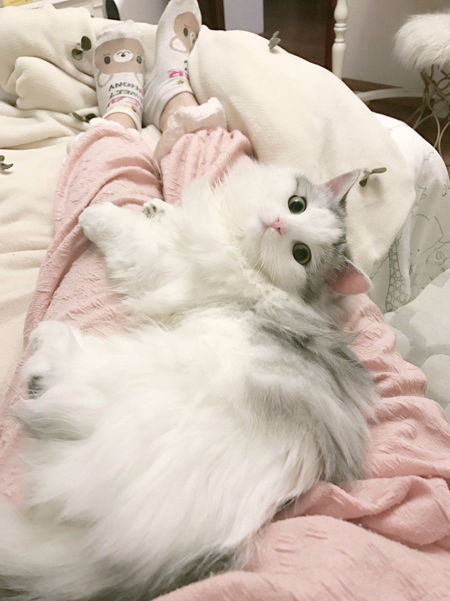 Котики Эстетика